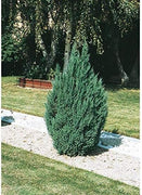 Blue Point Juniper Tree | Live 4 Inch Pots | Juniperus Chinensis | Hardy Evergreen Shrub | Perfect for Landscaping | Low Maintenance Plants