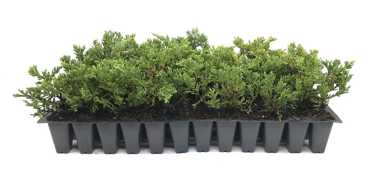 Prince of Wales Juniper | Live Plants | Drought Tolerant Cold Hardy Evergreen Ground Cover