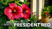 Hibiscus President Red | Live Plants | Hibiscus Rosa|Sinensis | Vibrant Red Blooms | Tropical Garden Beauty | Eye|Catching Flowering Shrub
