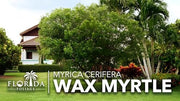 Wax Myrtle | Live Plants | Myrica Cerifera | Fast Growing Evergreen Shrub | Privacy Hedge Plants | Adaptable Landscaping Bushes