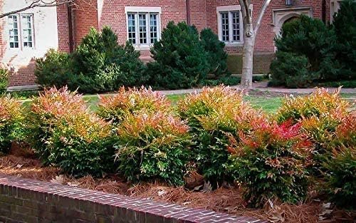 Heavenly Bamboo | Nandina Domestica | Live Gallon Size Plant | Beautiful & Colorful Low Maintenance Foliage
