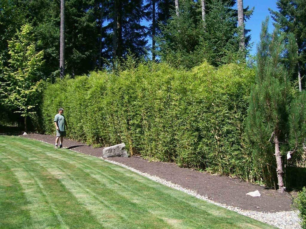 Golden Hedge Bamboo | Extra Large 3 Gallon Plants | Bambusa Multiplex | Clumping Non|Invasive Screening Live Bamboo