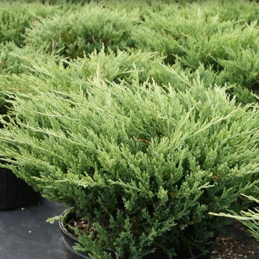 Seaspray Juniper | Extra Large 3 Gallon Plant | Elegant & Hardy Evergreen Shrub, Ideal for Ground Cover, Landscaping, Topiaries & Bonsai, Vibrant, Low|Maintenance & Drought|Resistant