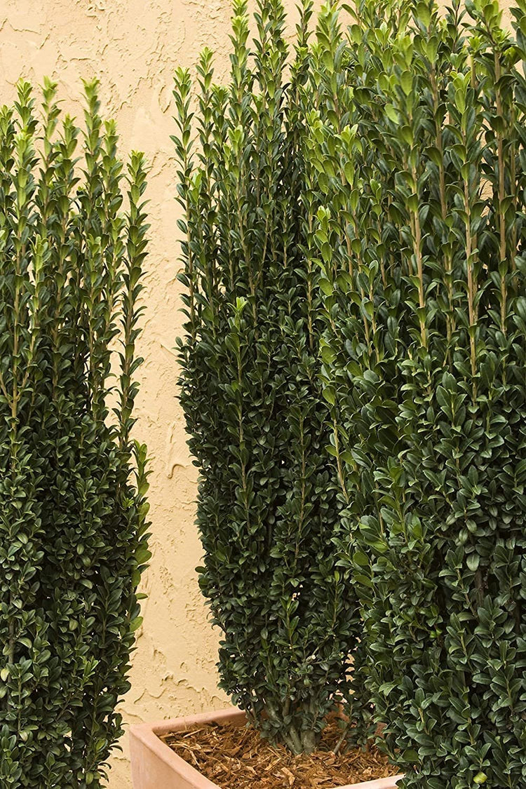 Sky Pencil Japanese Holly | Live Gallon Size Plants | Ilex Crenata | Low Maintenance Formal Evergreen Hedge
