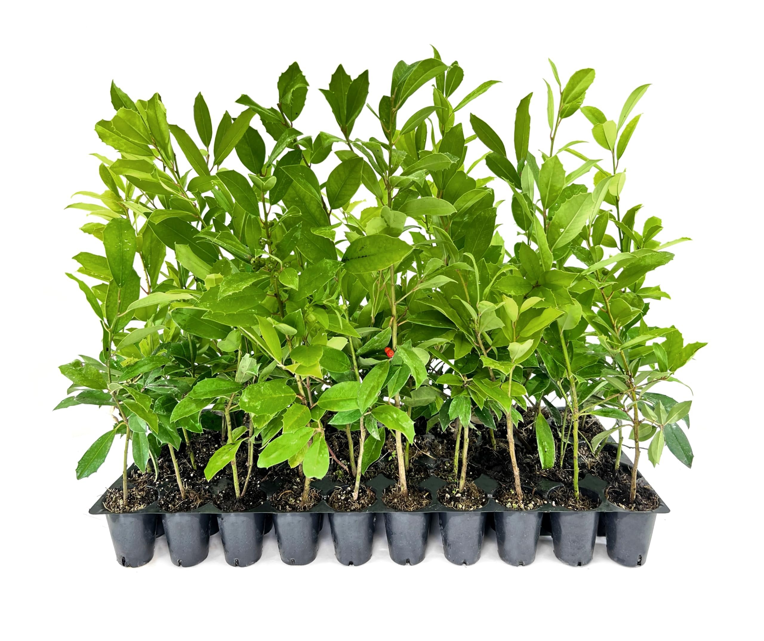 Eagleston Holly Tree | Live Trees | Florida Foliage
