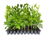 Eagleston Holly Tree | Live Plants | Ilex X Attenuata | Beautiful Red Berries | Privacy Screening Hedge Foliage