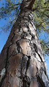 Loblolly Pine Tree Plants | Live Seedlings | Pinus Taeda | Fast|Growing Evergreen for Landscaping | Ideal Plants for Large Spaces