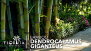 Dendrocalamus Giganteus Bamboo | Large Gallon Size Plants | Fast|Growing Privacy Screen | Giant Live Outdoor Greenery | Sustainable Garden Solution