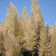 Pampas Grass | Large Gallon Size Plant | Cortaderia Selloana | Live Flowering Ornamental Foliage