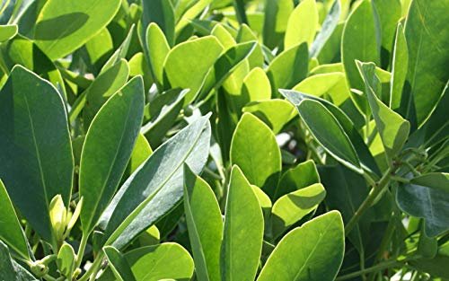 Anise Forest Green | Live Plants | Illicium Parviflorum | Shade Loving Evergreen Hedge
