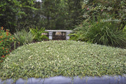 Variegated Asiatic Jasmine Minima | 50 Live Plants | Trachelospermum Asiaticum 'variegatum' | Evergreen Groundcover