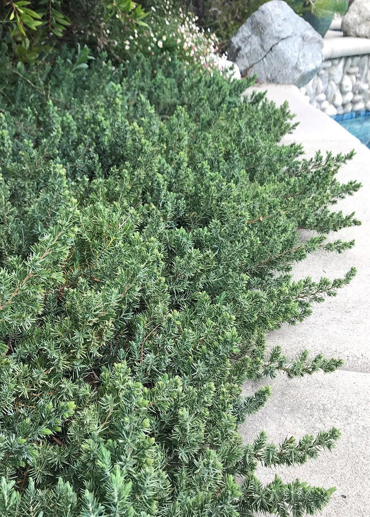 Juniper Blue Pacific | Live Plants | 2" Pot Size | Evergreen Ground Cover 'Shore Juniper'