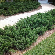 Parsoni Juniper | Extra Large 3 Gallon Plant | Healthy Drought|Resistant Evergreen Shrub | Ideal for Bonsai, Ground Cover, and Outdoor Landscaping – Easy|Growth Variety