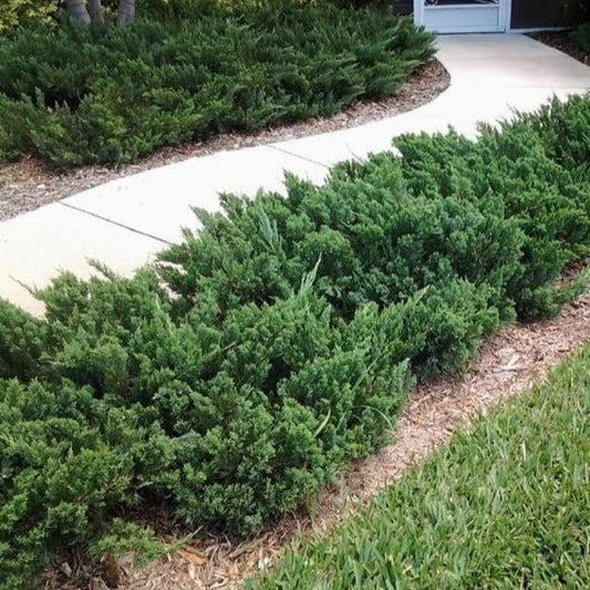 Parsoni Juniper | Extra Large 3 Gallon Plant | Healthy Drought|Resistant Evergreen Shrub | Ideal for Bonsai, Ground Cover, and Outdoor Landscaping – Easy|Growth Variety