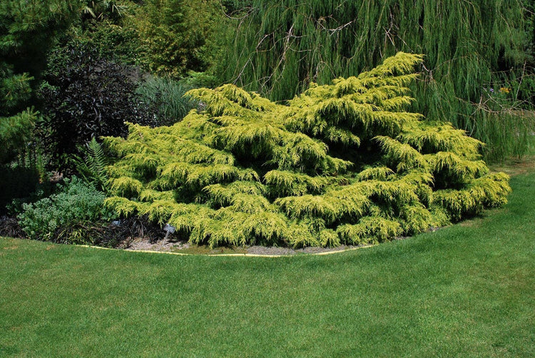Old Gold Juniper | Live Gallon Size Plants | Juniperus Chinensis | Drought Tolerant Cold Hardy Evergreen Groundcover