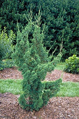 Robusta Green Juniper | Live Gallon Size Tree | Juniperus Chinensis | Drought Tolerant Cold Hardy Evergreen Screening Plant