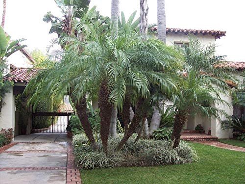 Phoenix Roebelenii | Miniature Pygmy Date Palm | Large Live Tree | Beautiful Patio Plant