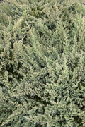 Juniper Blue Chip | Live Plants | Juniperus Horizontalis | Drought Tolerant Cold Hardy Evergreen Ground Cover