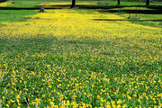 Ornamental Peanut Grass Golden Glory I Large Gallon Size Plants | Arachis Glabrata | Eco|Friendly Ground Cover with Vibrant Yellow Blooms, Drought|Tolerant