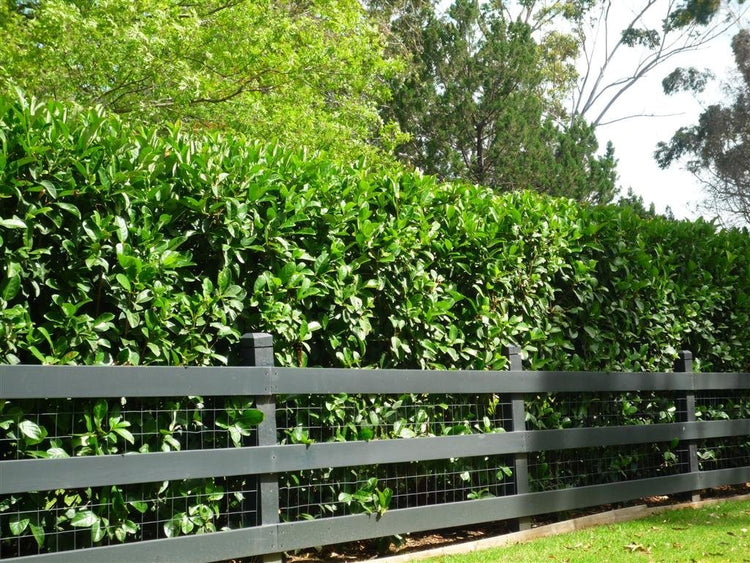 Sweet Viburnum Odoratissimum | 20 Live Plants | Evergreen Privacy Hedge