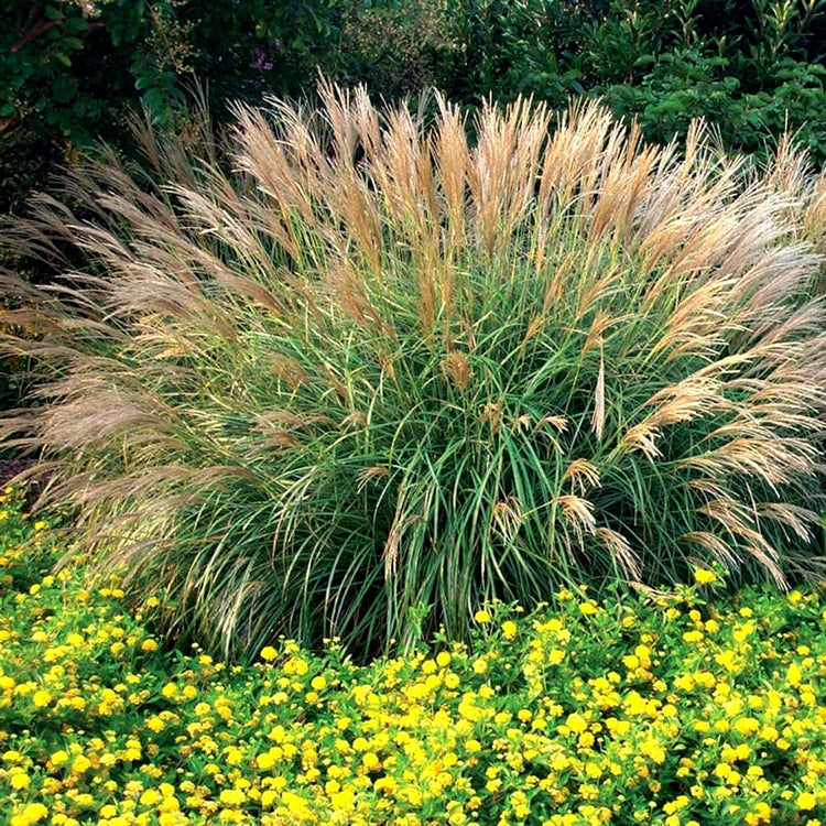 Adagio Maiden Grass | Live Quart Sized Plants | Miscanthus Sinensis | Fast Growing Cold Hardy Ornamental Plants