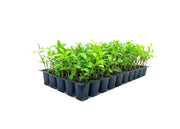 Gardenia August Beauty | Live Plants | Gardenia Jasminoides | Beautiful Fragrant White Blooming Shrub