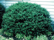 Hoogendoorn Holly Shrub I Large Gallon Size Plant I Ilex Crenata | Lustrous Evergreen for Hedging, Privacy Screens, and Decorative Accents