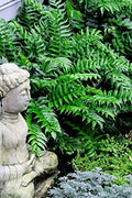 Japanese Holly Fern | Live Plants | Cyrtomium Falcatum Rochfordianum
