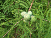 Bald Cypress | Live Trees | Taxodium Distichum | Fast Growing Shade Tree Wet Tolerant