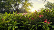 Nora Grant Ixora Plant | Live Plants | Vibrant Pink Blooms | Tropical Flowering Shrub | Ideal for Landscapes & Gardens | Lush Decorative Foliage | Ixora coccinea
