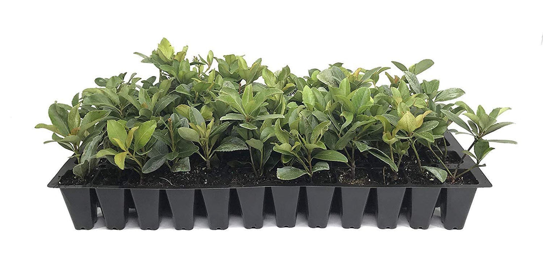 Indian Hawthorn | Live Plants | Rhaphiolepis Indica Alba | Flowering Evergreen Shrub