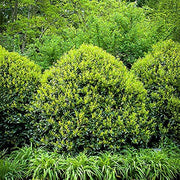 Needlepoint Chinese Holly | Ilex Cornuta | 20 Live Plants | Low Maintenance Screening Evergreen