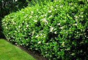 Ligustrum Lucidum Waxleaf | Extra Large 3 Gallon Plants | Lustrous Garden Shrub | Ideal for Privacy & Hedges | Durable Outdoor Greenery