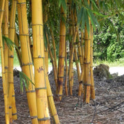 Bambusa Vulgaris Vittata | Live Plant | Golden Hawaiian Bamboo | Beautiful Rare Unique Specimen | Non|Invasive Clumping Bamboo Privacy Screen