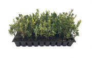 Azalea Fashion | Live Plants | Salmon Colored Flowering Rhododendron