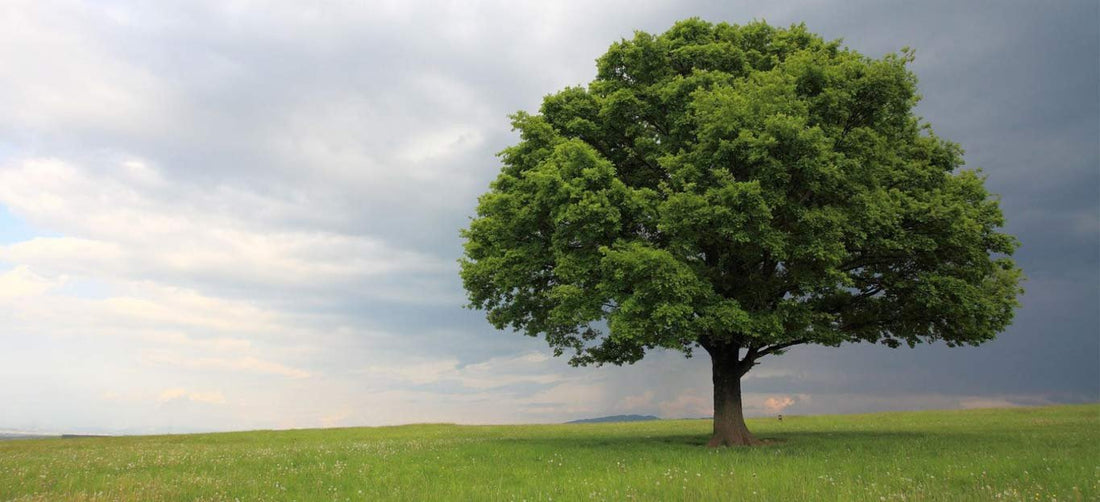 Laurel Oak Tree | Quercus Laurifolia Swamp Oak | Live Plants | Semi|Evergreen Deciduous Shade Tree