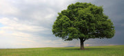 Laurel Oak Tree | Quercus Laurifolia Swamp Oak | Live Plants | Semi|Evergreen Deciduous Shade Tree