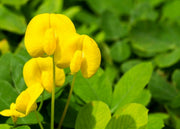 Ornamental Peanut Grass Golden Glory I Large Gallon Size Plants | Arachis Glabrata | Eco|Friendly Ground Cover with Vibrant Yellow Blooms, Drought|Tolerant