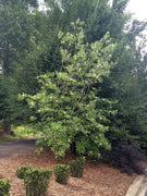 Sweet Bay Magnolia Virginiana | Live Plants | Fragrant White Flowers, Versatile Landscape Tree, Shade Tolerant, Wetland Planting, Attracts Butterflies, Easy to Grow, Ornamental Foliage