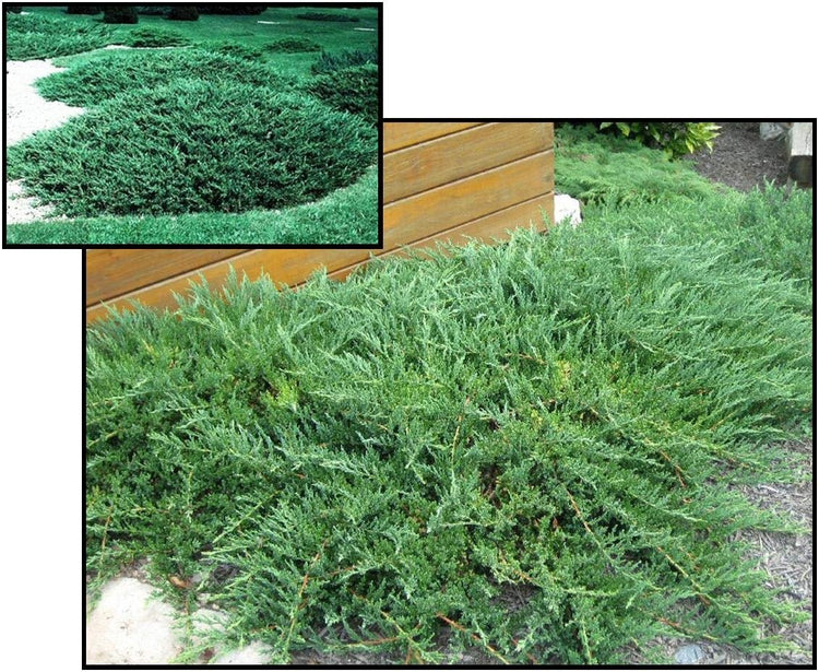 Green Sargent Juniper | Extra Large 3 Gallon Plant | Fast|Growing Evergreen for Landscaping, Privacy Screen, and Garden Borders | Hardy & Low|Maintenance