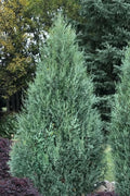 Medora Juniper | Extra Large 3 Gallon Plants | Columnar Evergreen Shrub for Privacy, Landscaping, and Ornamental Gardens | Drought|Resistant & Easy|to|Grow