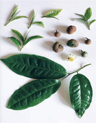 Camellia Sinensis Tea Plants | Live 4 Inch Pots | Camellia Sinensis | Grow & Brew Your Own Tea | Perfect for Home Gardens