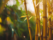 Golden Goddess Hedge Bamboo Plant | Live Plants | Bambusa Multiplex | 6 Inch Pot | Non|invasive Clumping