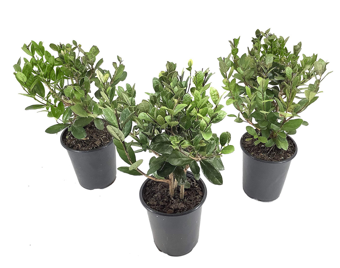 Pineapple Guava Plant | Live 4 Inch Plants | Feijoa Sellowiana | Edible Flowers and Fruit
