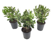 Pineapple Guava Plant | Live 4 Inch Plants | Feijoa Sellowiana | Edible Flowers and Fruit