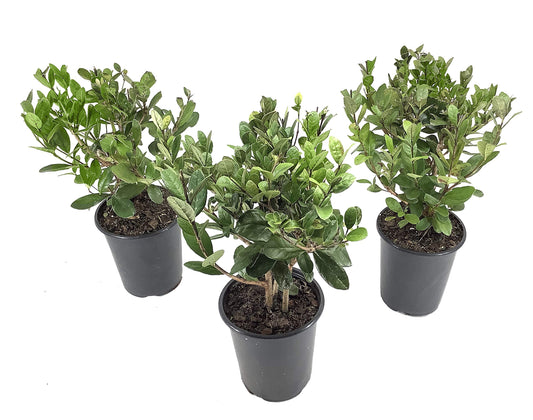 Pineapple Guava Plant | Live 4 Inch Plants | Feijoa Sellowiana | Edible Flowers and Fruit