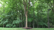 Drake Chinese Elm Tree | Live Plants | Lacebark Elm | Ulmus Parvifolia | Semi|Evergreen Fall Colors Red Purple & Yellow