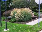 Adagio Maiden Grass | Live Plants | Micanthus Sinensis | Hardy Ornamental Grass Perfect for Landscaping and Gardening