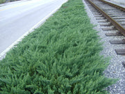 Juniper Parsoni | Large Gallon Size Plant | Juniperus Squamata Expansa Parsons | Drought Tolerant Cold Hardy Evergreen Groundcover