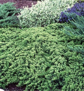 Procumbens Nana Juniper | Extra Large 3 Gallon Plants | Lush, Low|Growing Evergreen, Ideal for Ground Cover, Bonsai, Topiary, and Landscape Design, Hardy & Drought Resistant